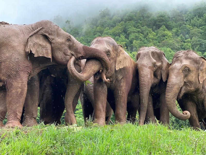 Elephant-Nature-Park-Chiang-Mai-800