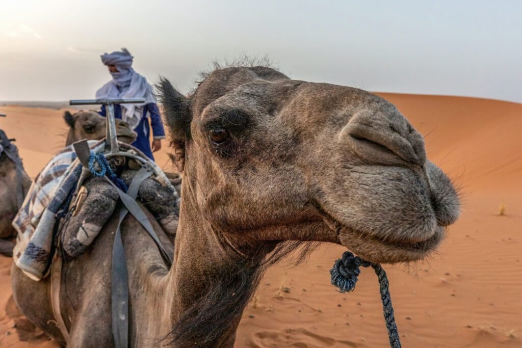 A dromedar in front of a the Erg Chebbi sand dunes of the sahara in Morocco